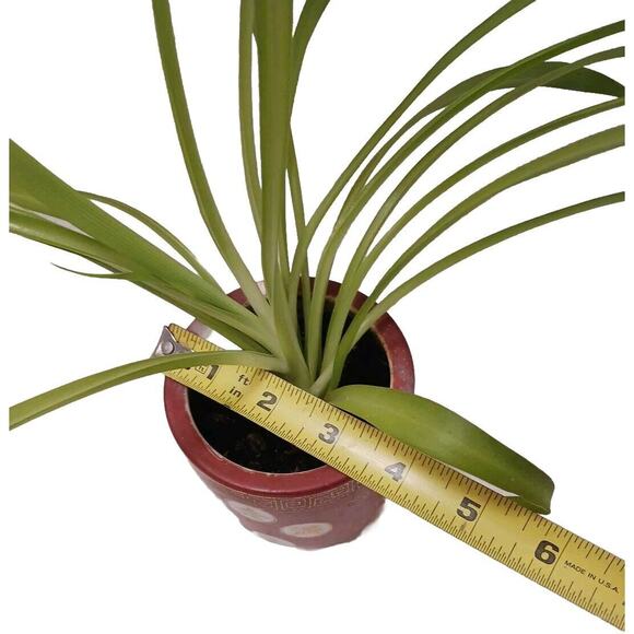 VNT Chinese Republic Ceramic Red Orange GOLD Flower Pot CHINA with SPIDER PLANT! - Picture 9 of 11